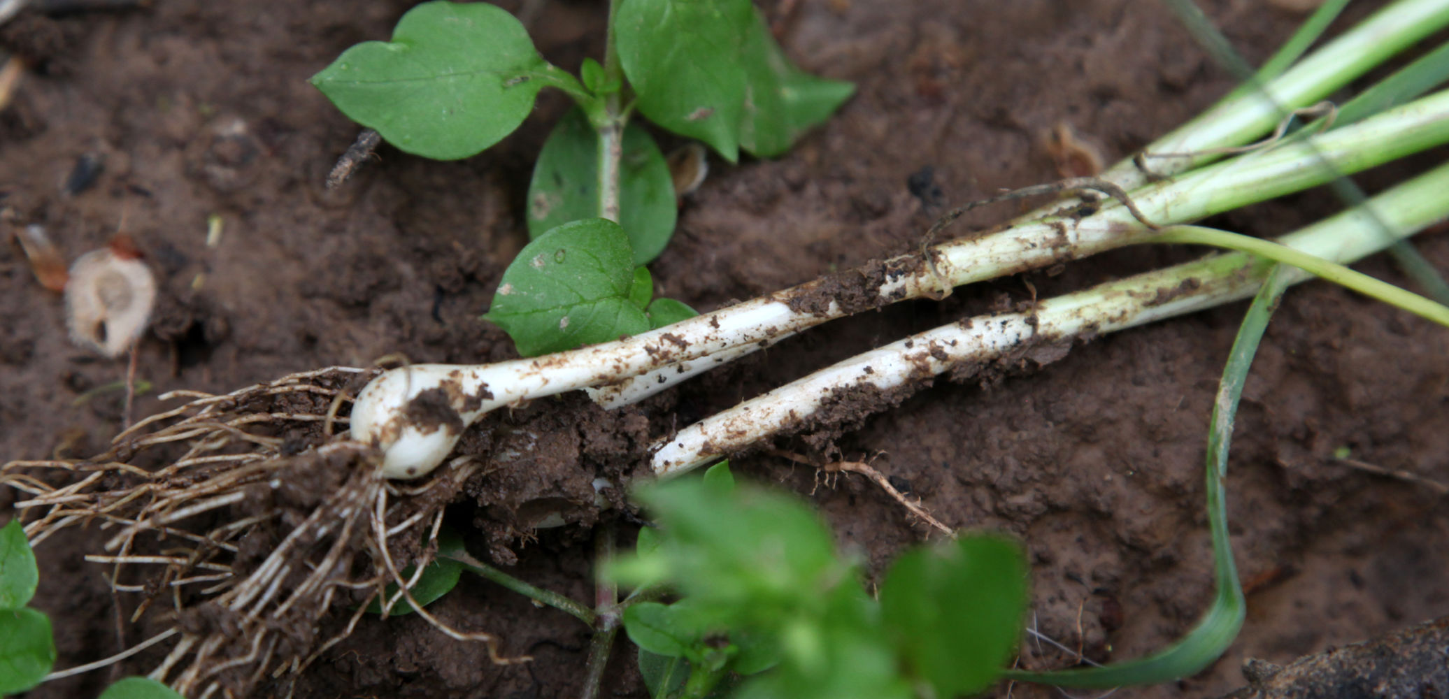 wild onions
